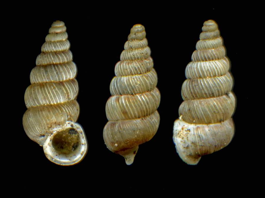 Cochlostoma scalarinum schmidti